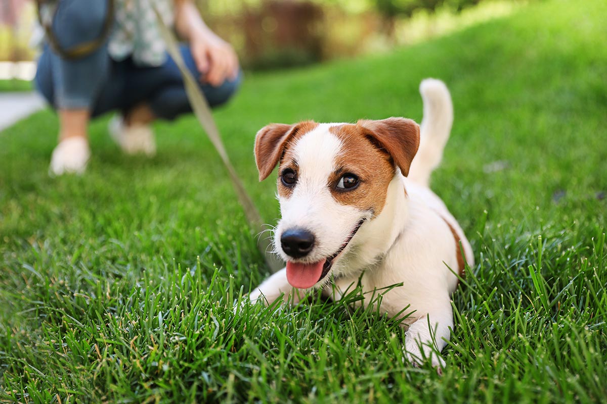 Dog And Cat Parasite Prevention In Montclair Nj Dog And Cat Parasite Prevention In Montclair Nj