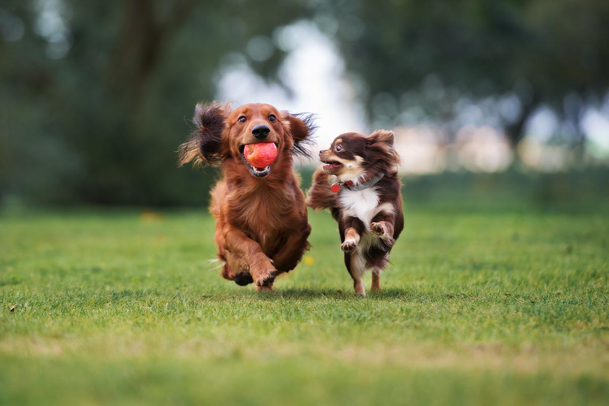 Two Dogs Playing Outside