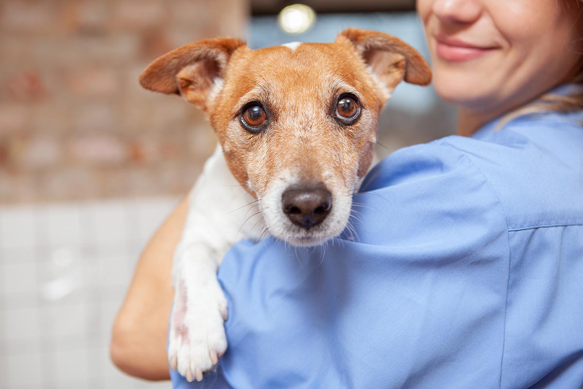 Close Up Of Veterinarian Holding Small Dog Over Shoulder