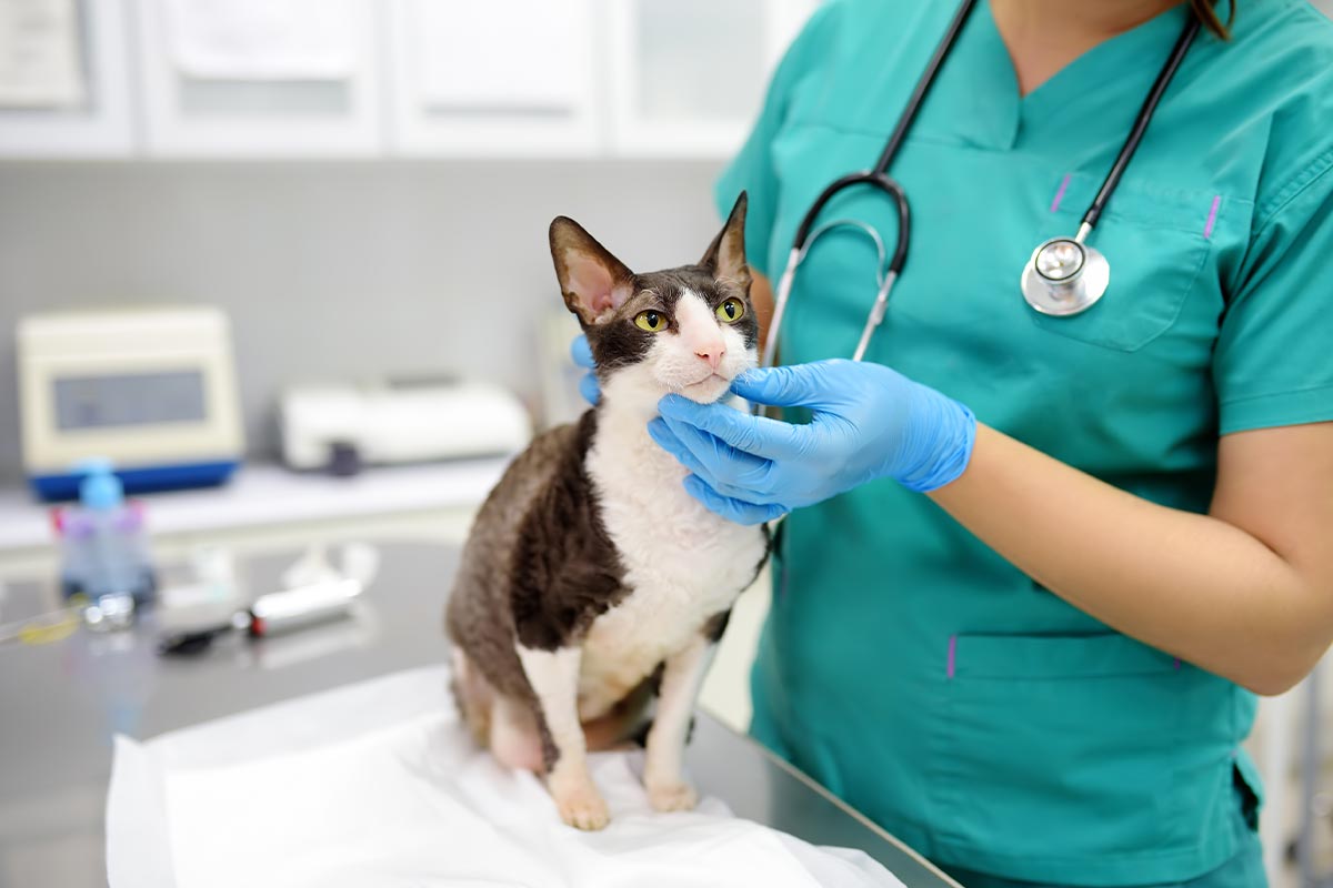 Doctor Examining Cats Neck