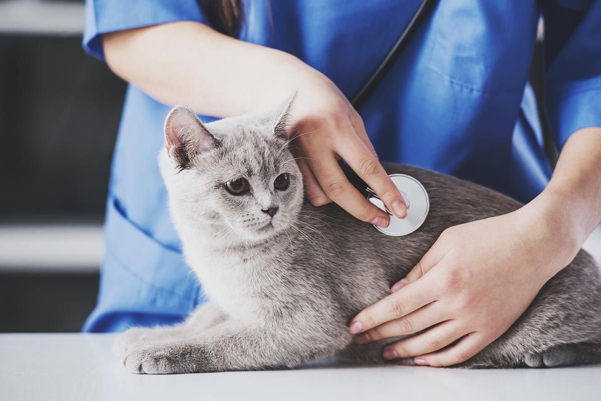 Extensive Veterinary Referrals In Montclair Nj
