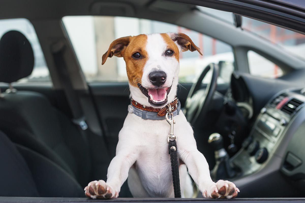 Happy Jack Russell Terrier Looking Out Car Window