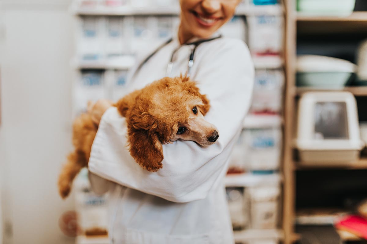Happy Veterinarian Holding Small Dog Happy Veterinarian Holding Small Dog