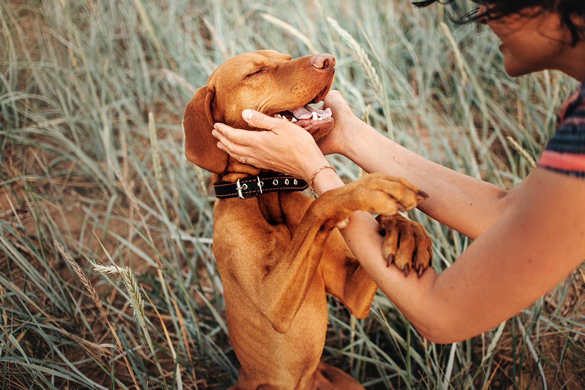 dog and woman playing in a field of grass