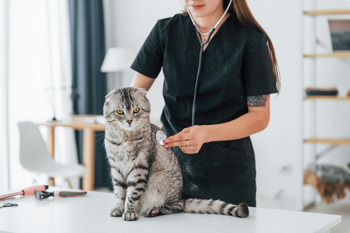 Our Veterinary Team In Montclair Nj Our Veterinary Team In Montclair Nj