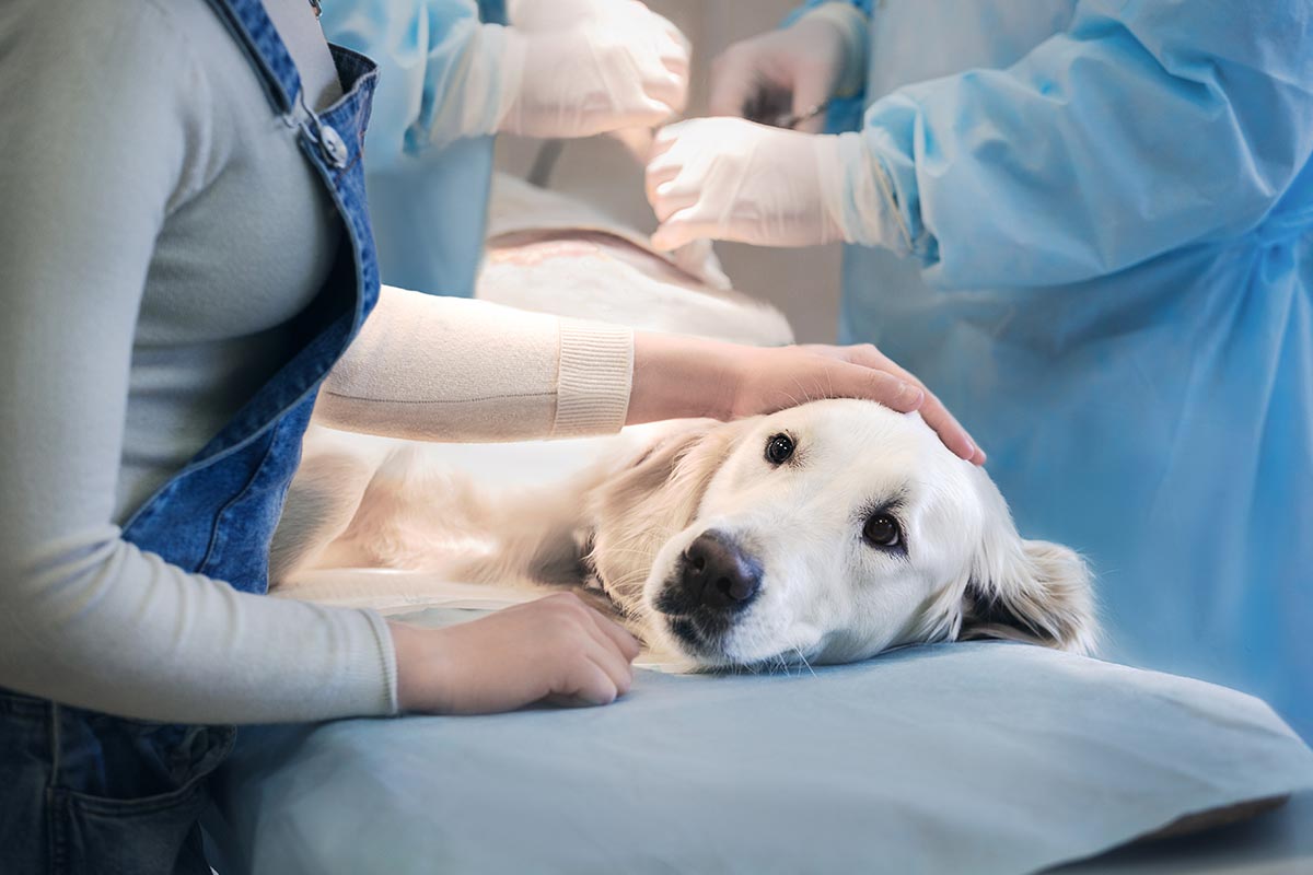 Owner Comforting Pet Before Surgery