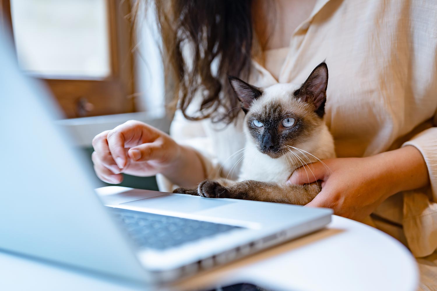Siamese Cat Sitting On Owners Lap And Looking At Laptop