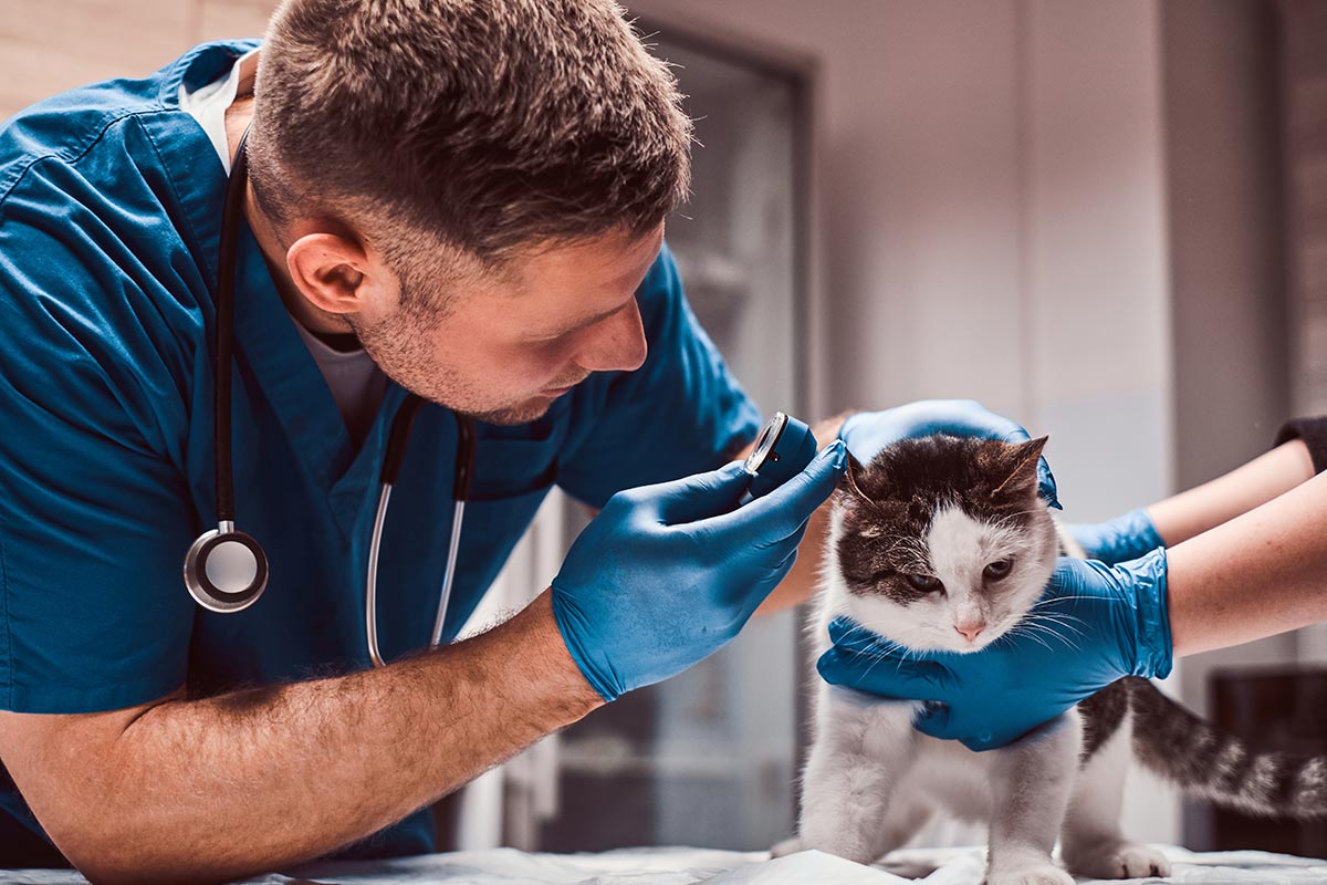 Veterinarian Examining Cats Ear