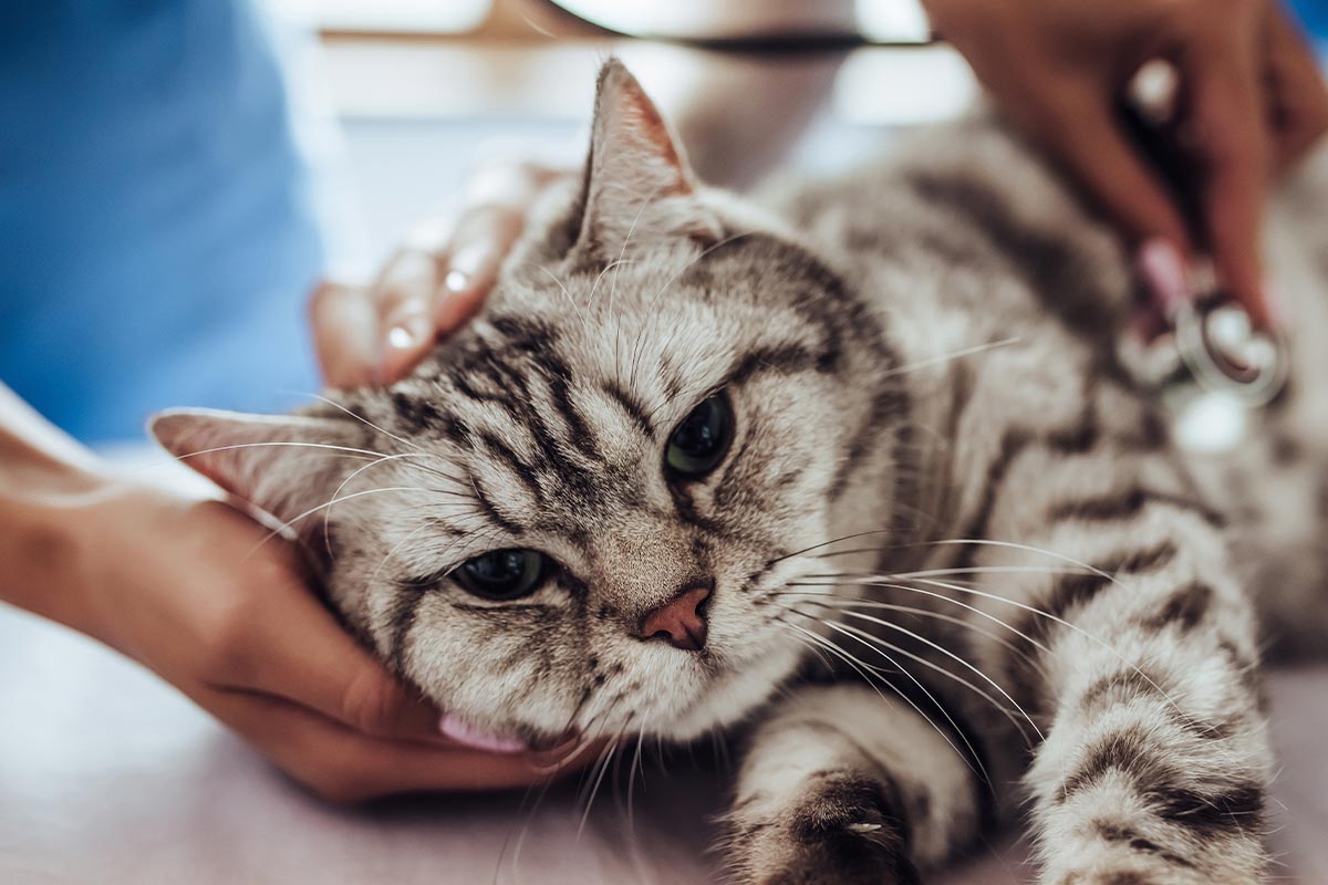 Veterinary Emergency Care In Montclair Nj Veterinary Emergency Care In Montclair Nj
