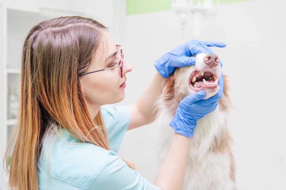 Female Veterinarian Checking Australian Shepherds Teeth