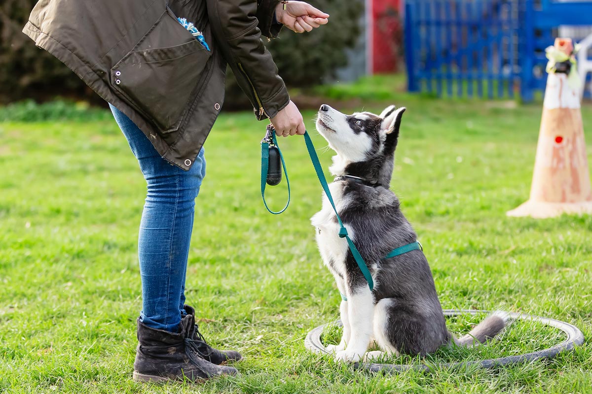 Woman Training Husky Puppy Outside