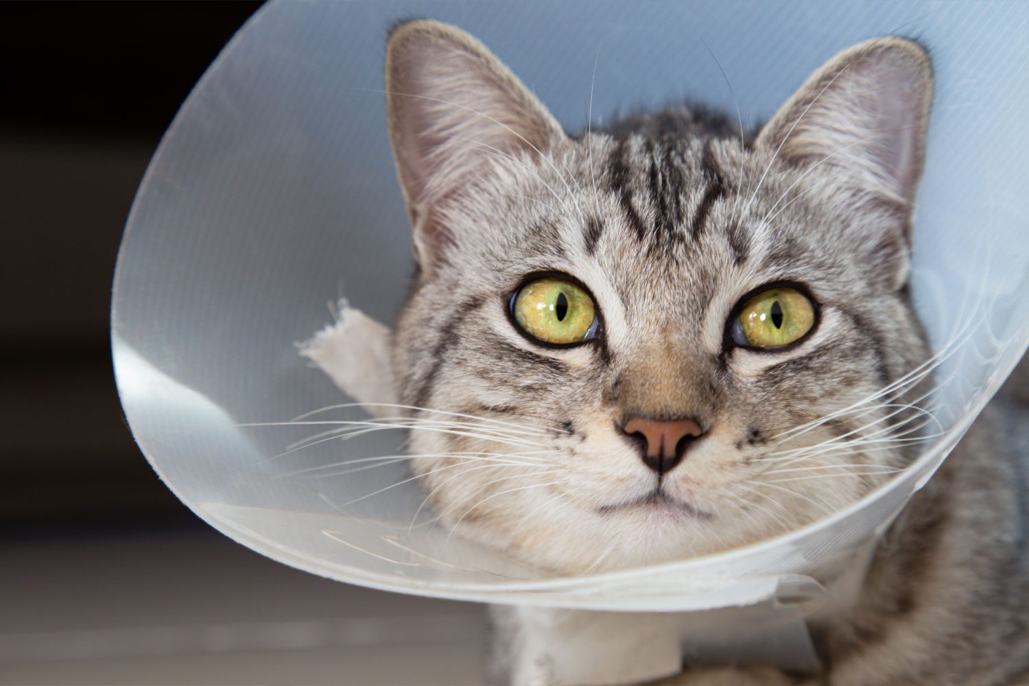 Cat Cone Gray Cat With Cone