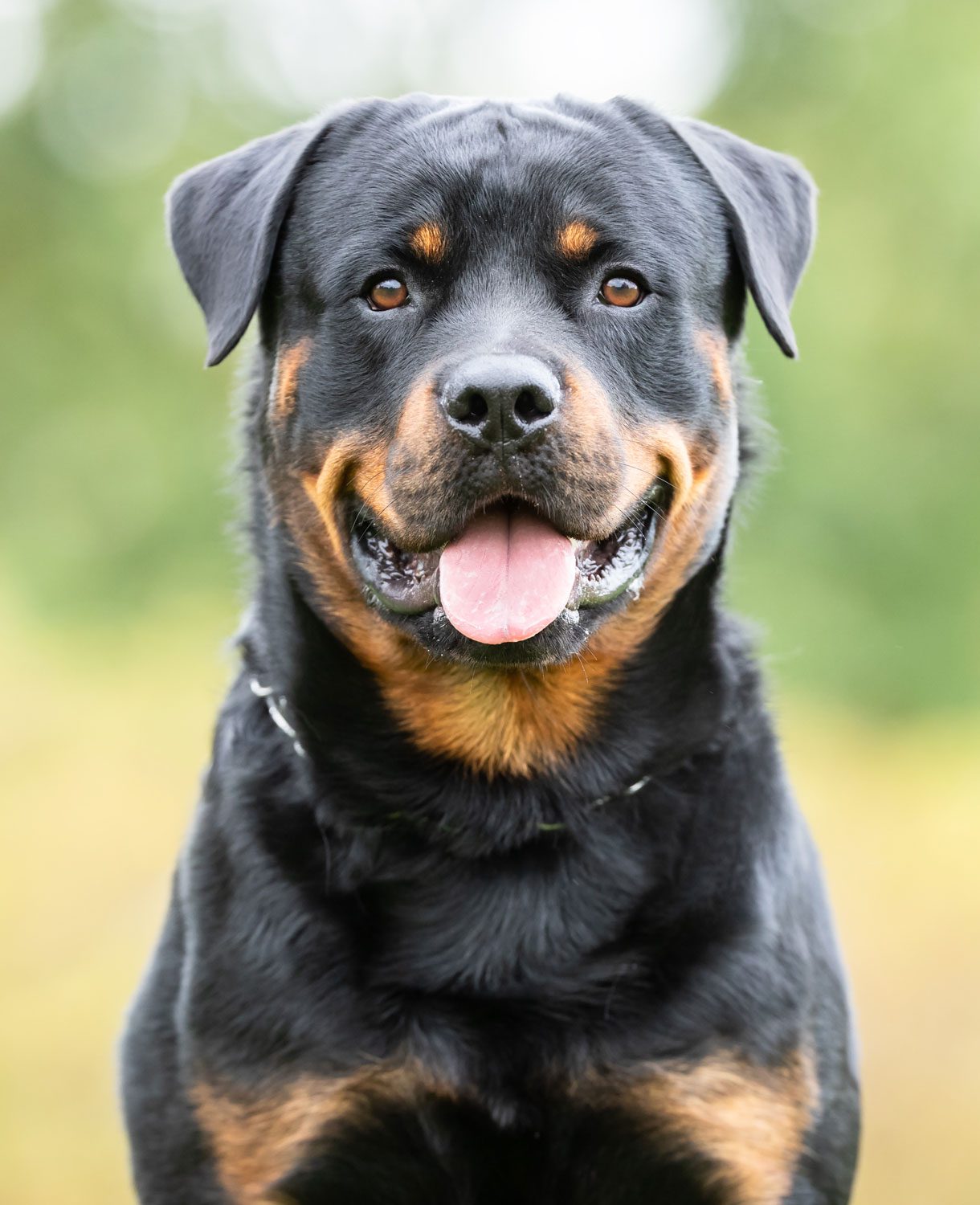 Rottweiler Sitting Down
