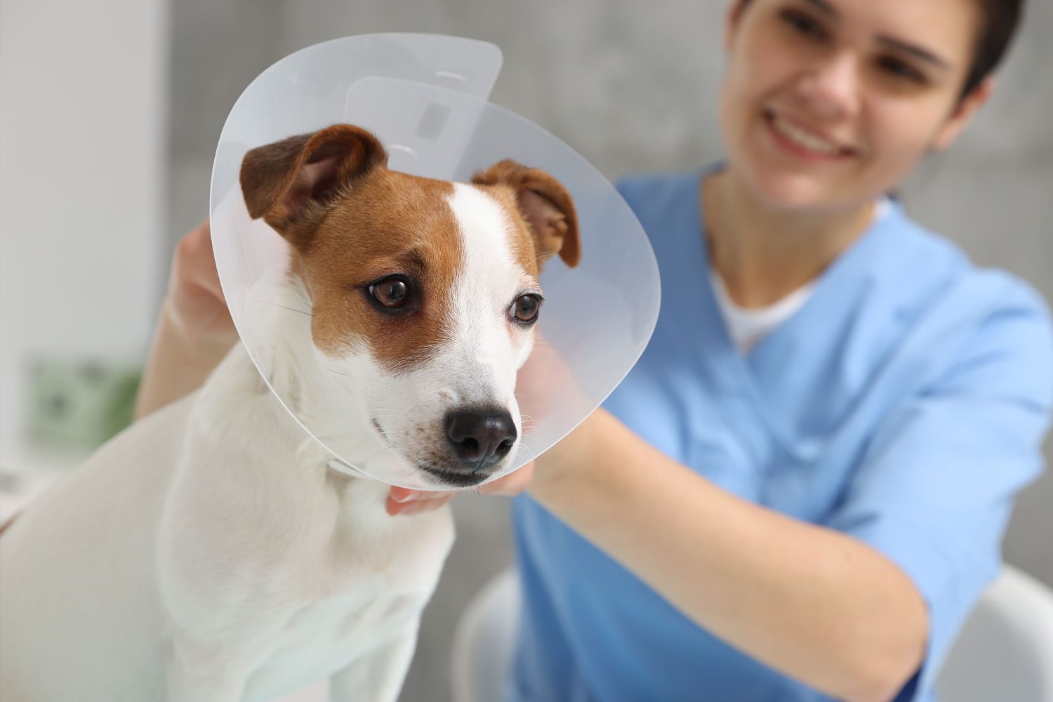 Vet Putting Cone On Dog