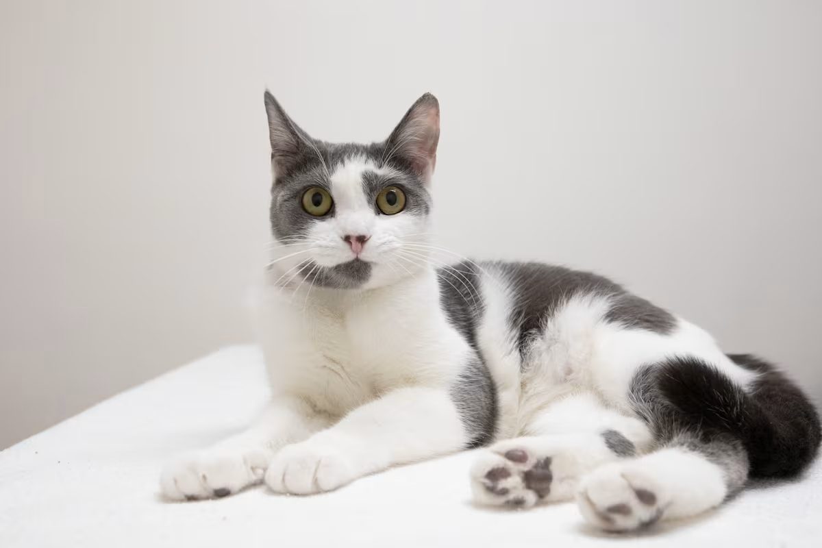 white and grey cat laying down