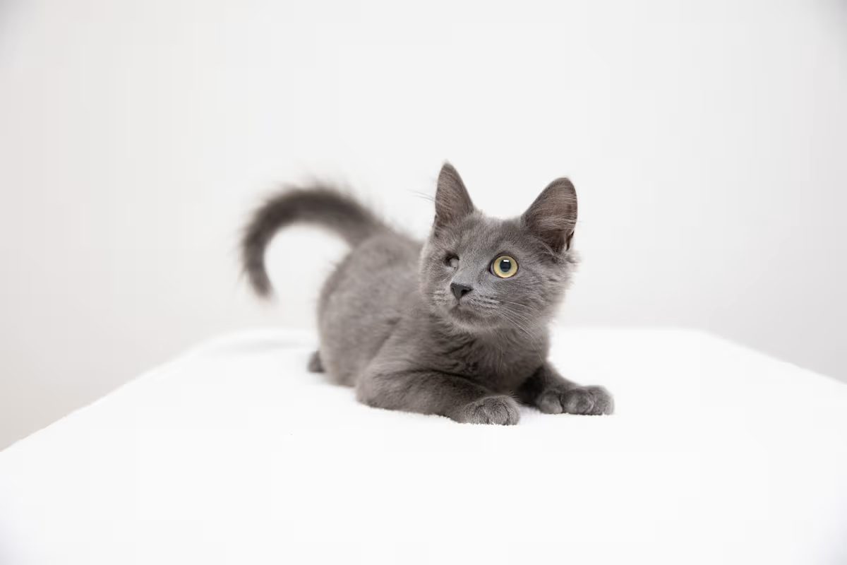 grey kitten playing on a white blanket