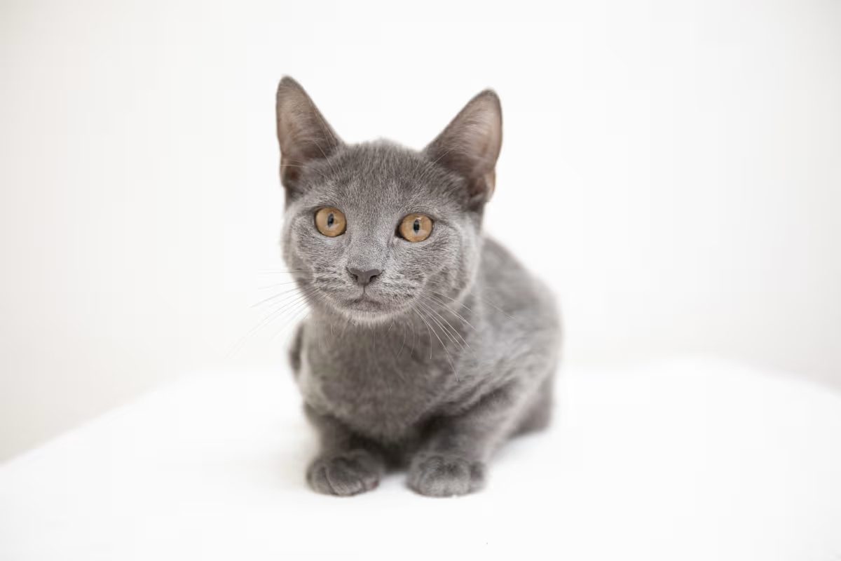 light grey cat with brown eyes laying on a white blanket