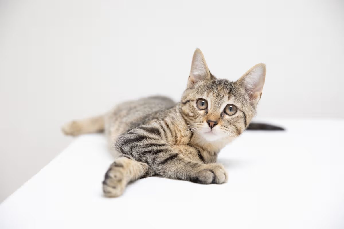 tan and black kitten laying on a white blanket