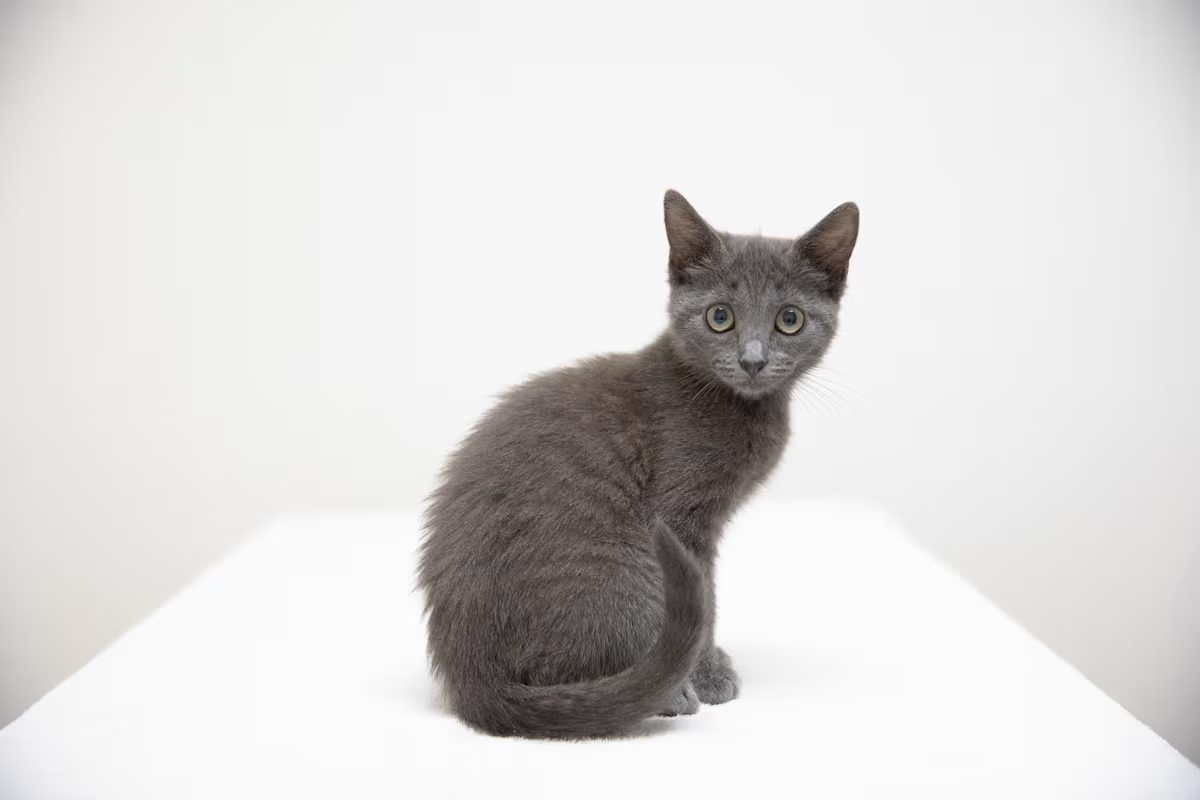 light grey kitten sitting on a white blanket