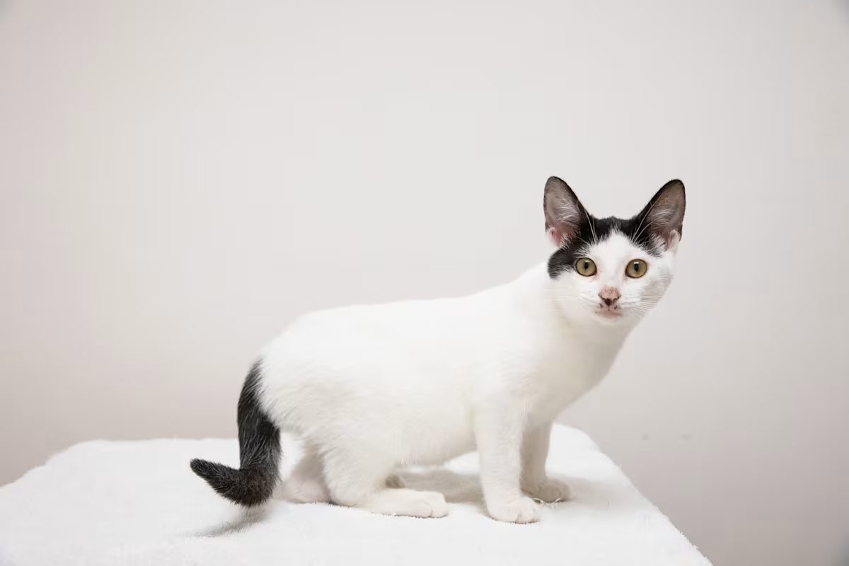 white cat with black ears and black tail