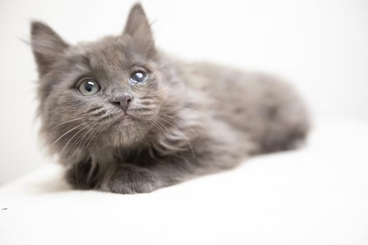 grey cat with blue eyes laying down