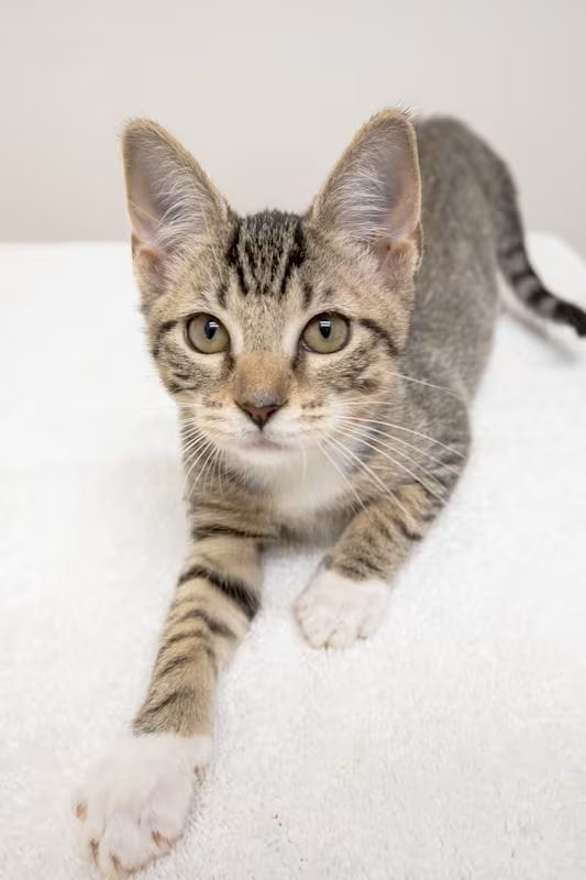grey and white cat stretching
