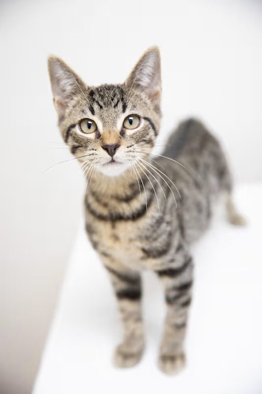 curious kitten with grey and black stripes