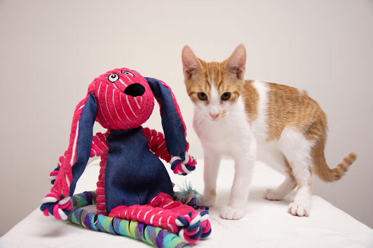 tan and white kitten playing with a stuffed toy