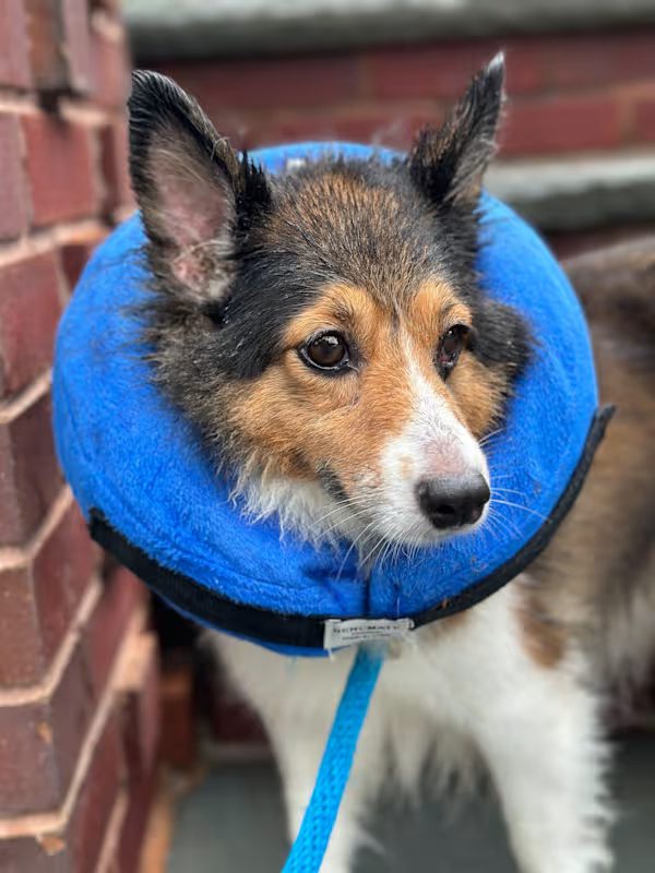 brown and white and tan dog wearing a blue e collar on a walk