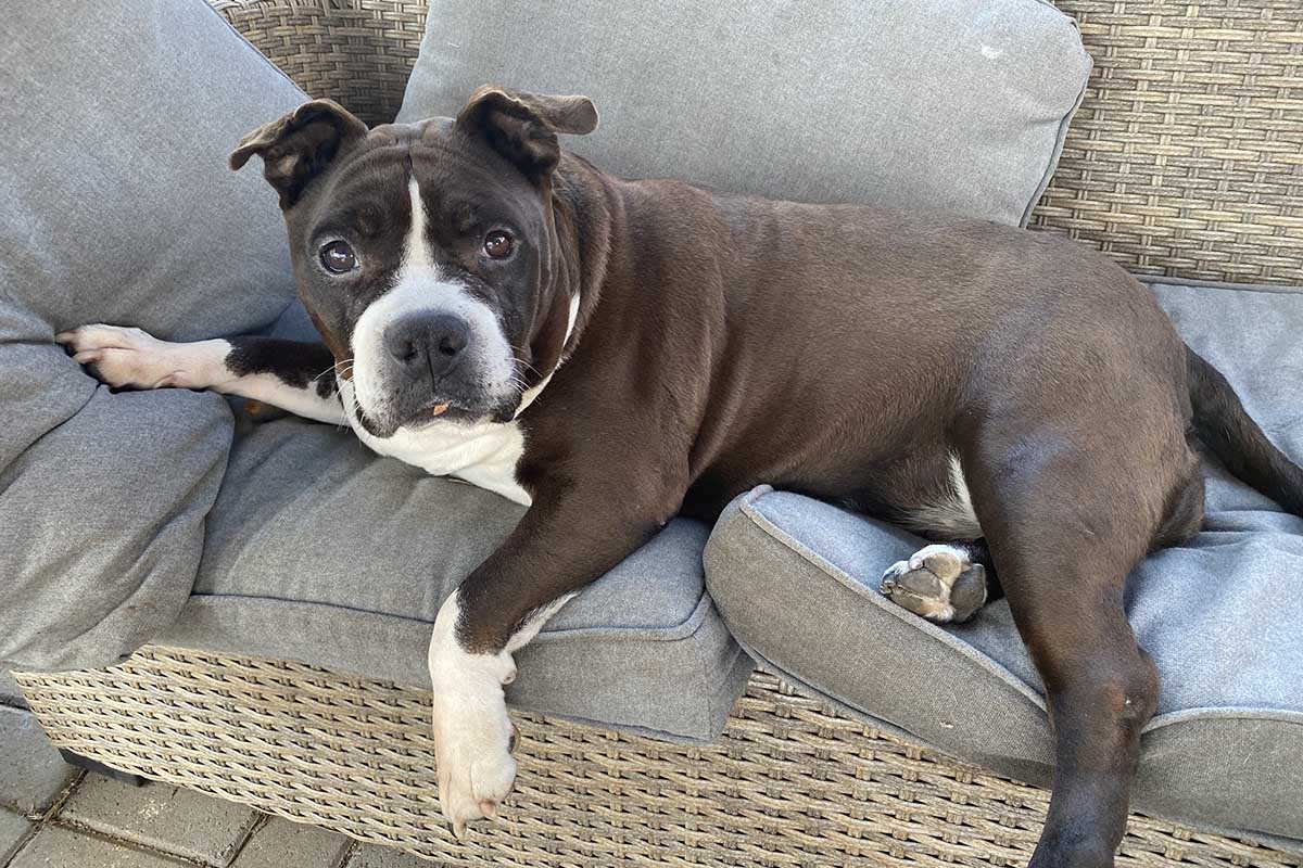 Brown and white dog laying on a couch