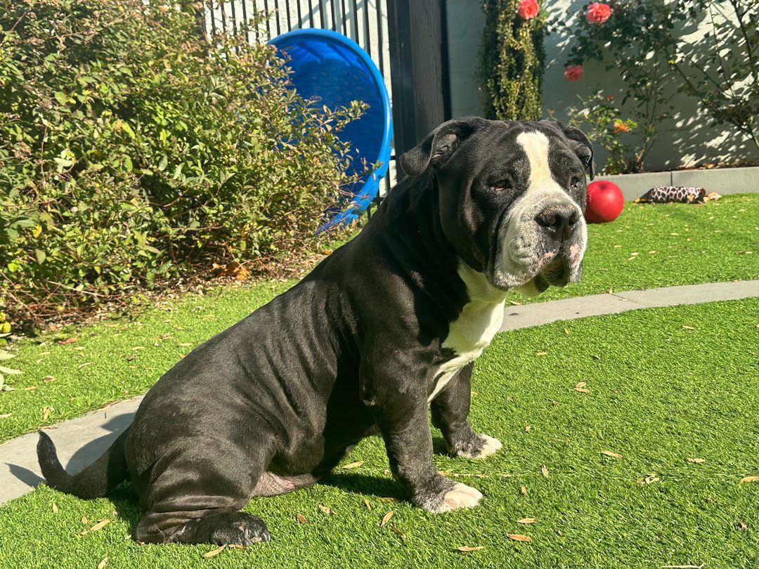 black and white bulldog puppy sitting outside