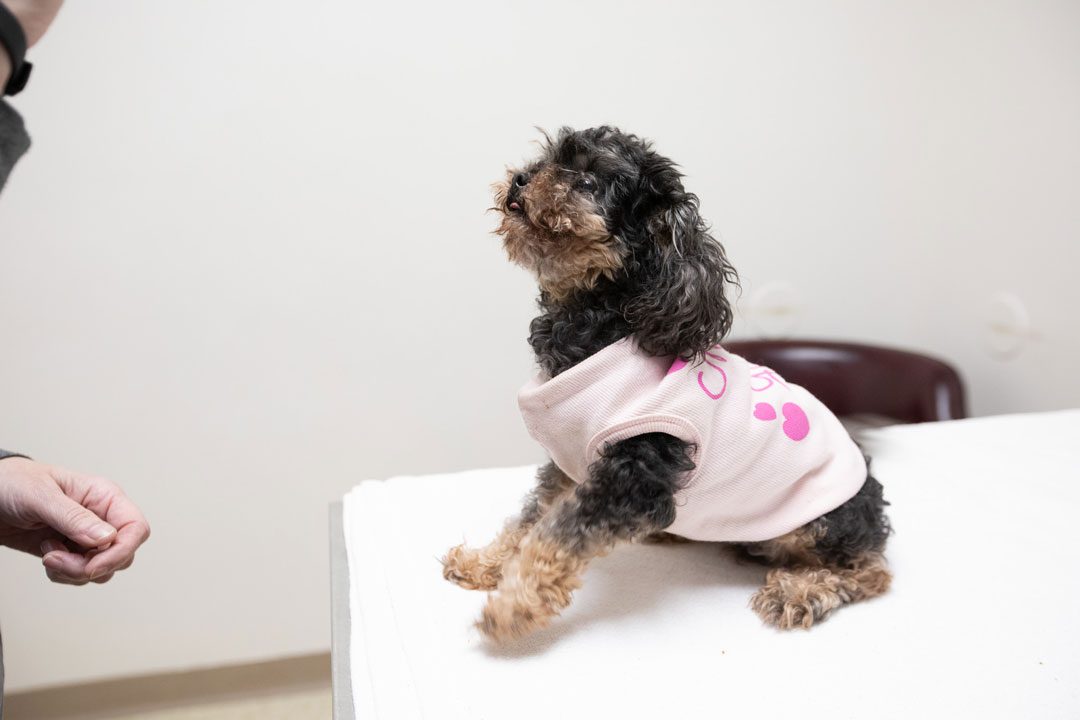 grey and tan curly dog wearing a sweater