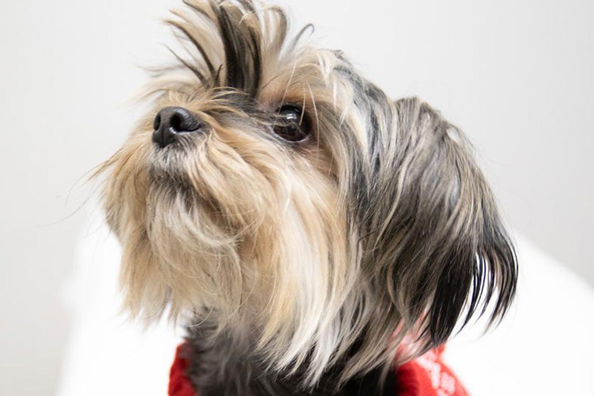 small dog wearing a red sweater