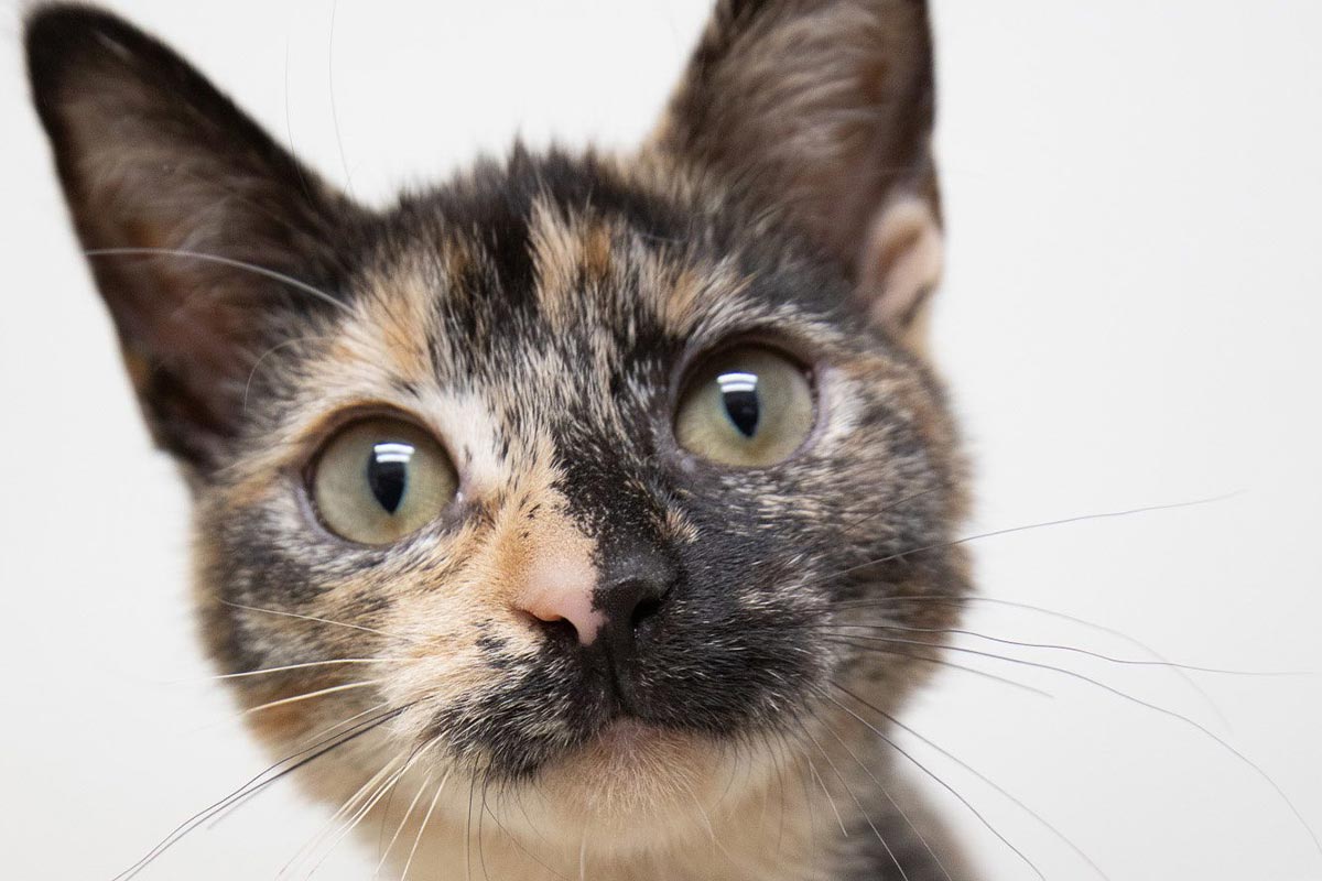 tortoiseshell kitten looking at camera