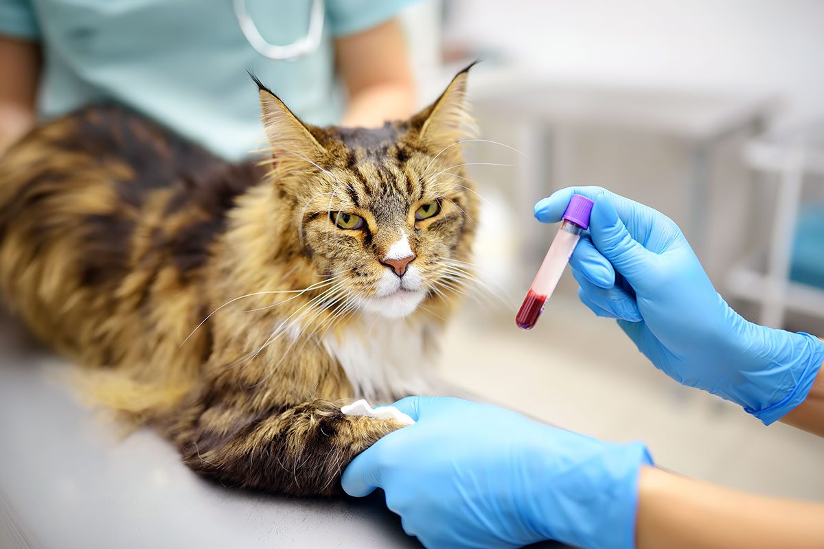 Maine Coon cat getting blood drawn