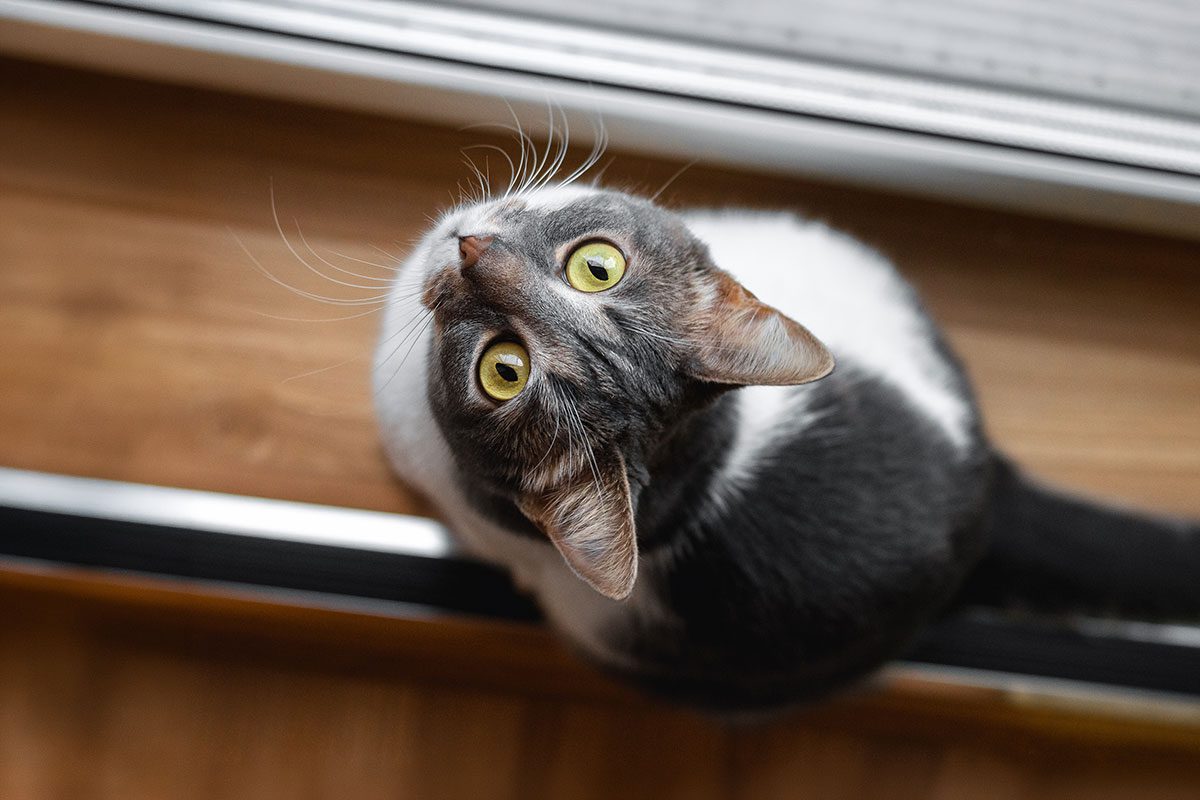 gray and white cat looking up at the camera