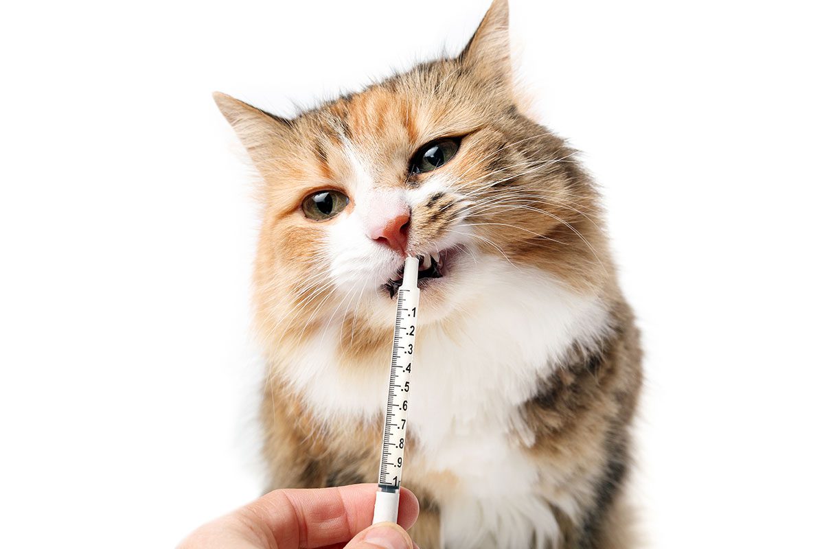 pet owner giving their calico cat liquid medication