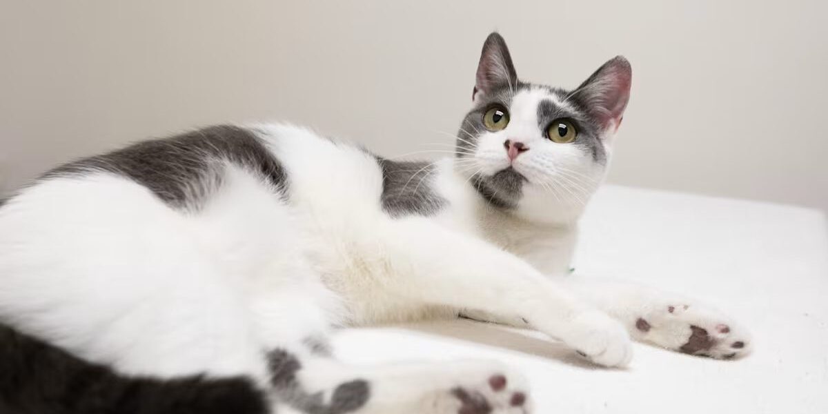 white and grey cat laying down