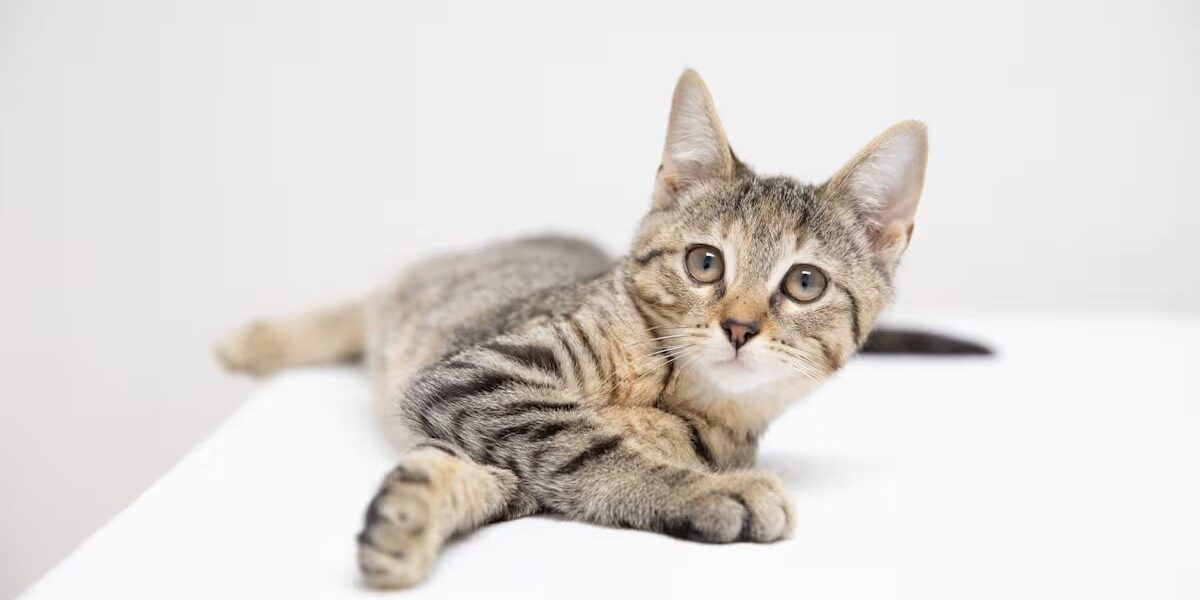tan and black kitten laying on a white blanket