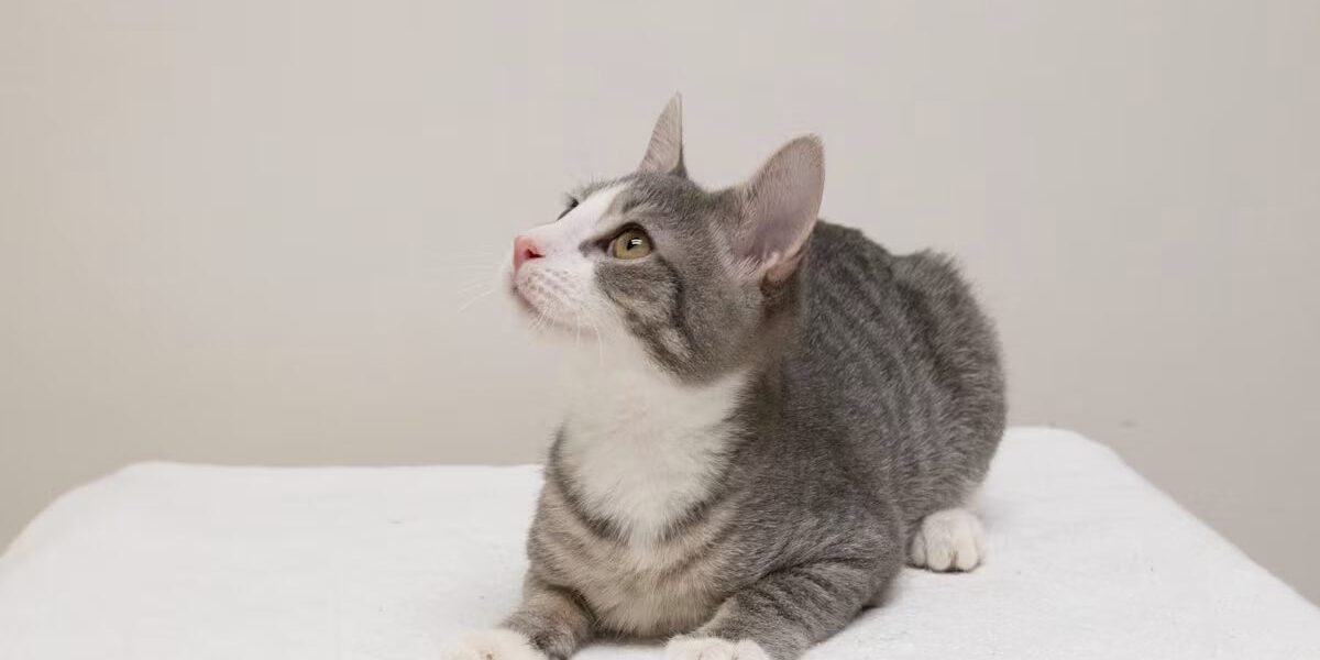 light grey and white cat laying on a white blanket and looking up
