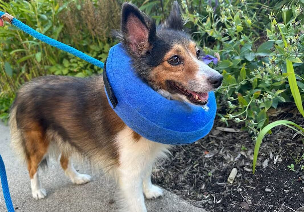 brown and white and tan dog wearing a blue e collar enjoying the outside