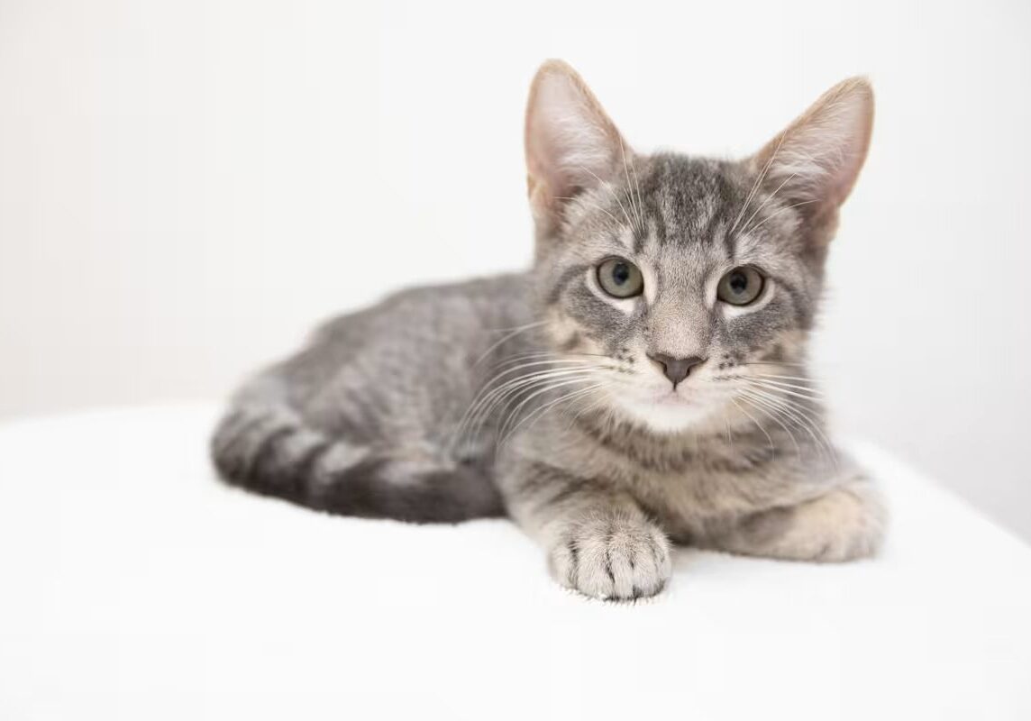 grey cat laying down