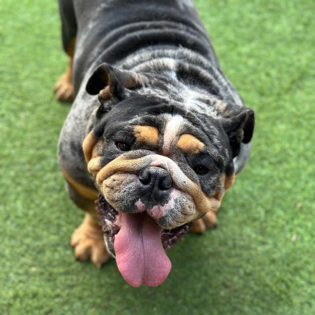 Bulldog playing outside