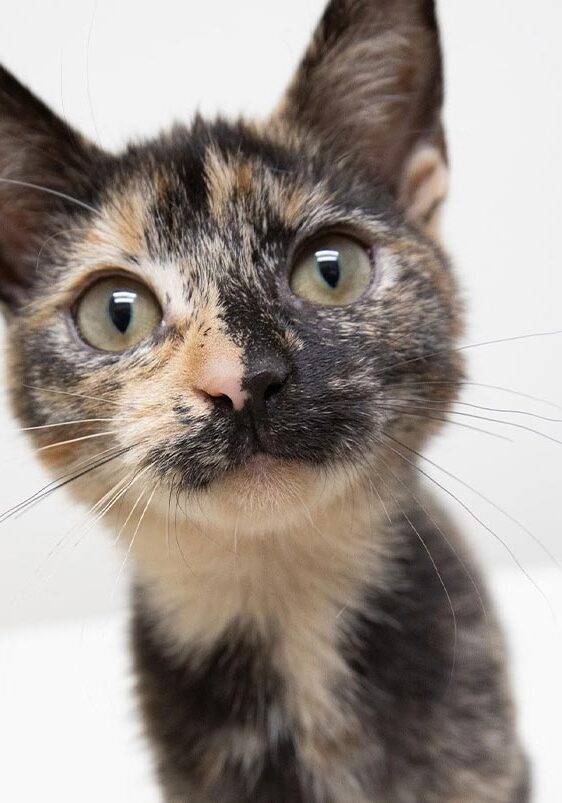 tortoiseshell kitten looking at camera