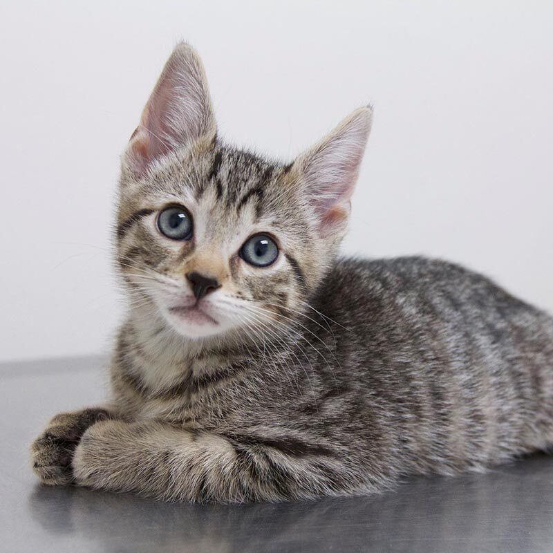 grey cat with light blue eyes laying down
