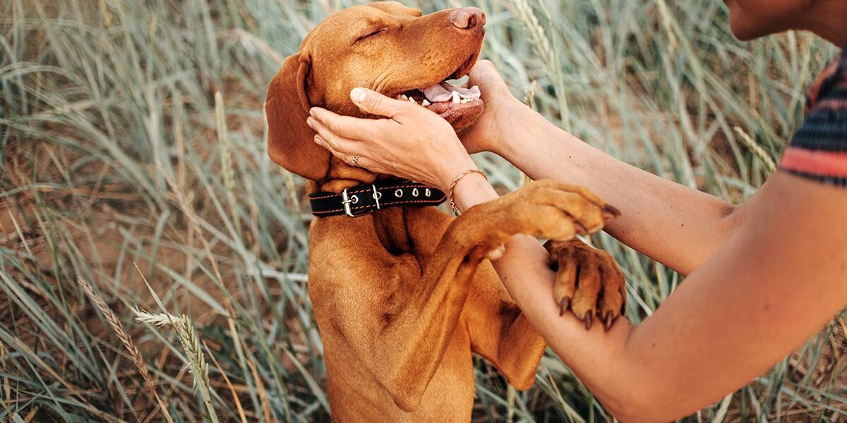 dog and woman playing in a field of grass