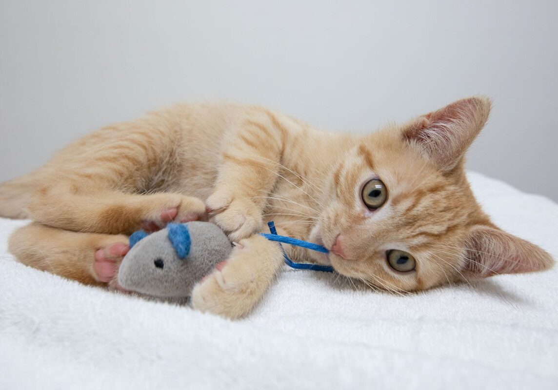 orange striped tabby kitten lying on side and playing with toy mouse
