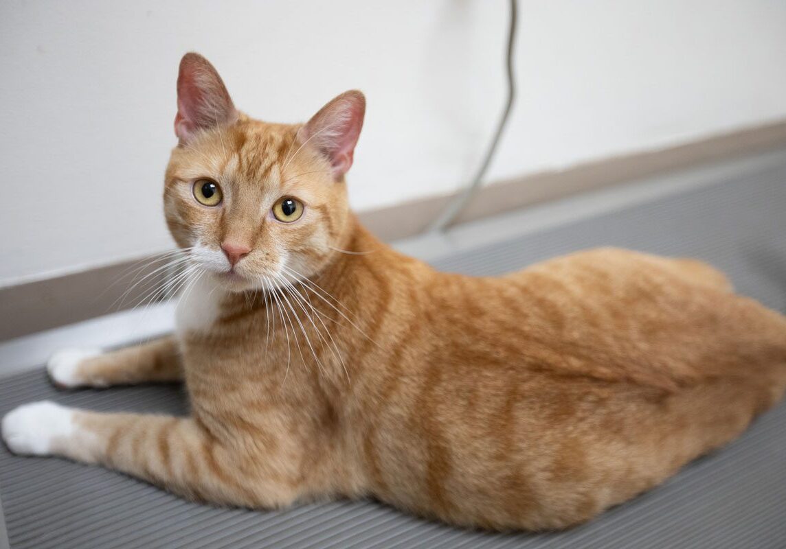 orange striped tabby cat lying down on table