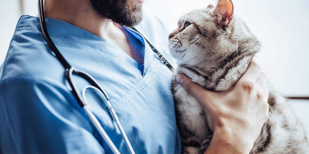 Request An Appointment At Cameron Animal Hospital In Montclair Nj Request An Appointment At Cameron Animal Hospital In Montclair Nj