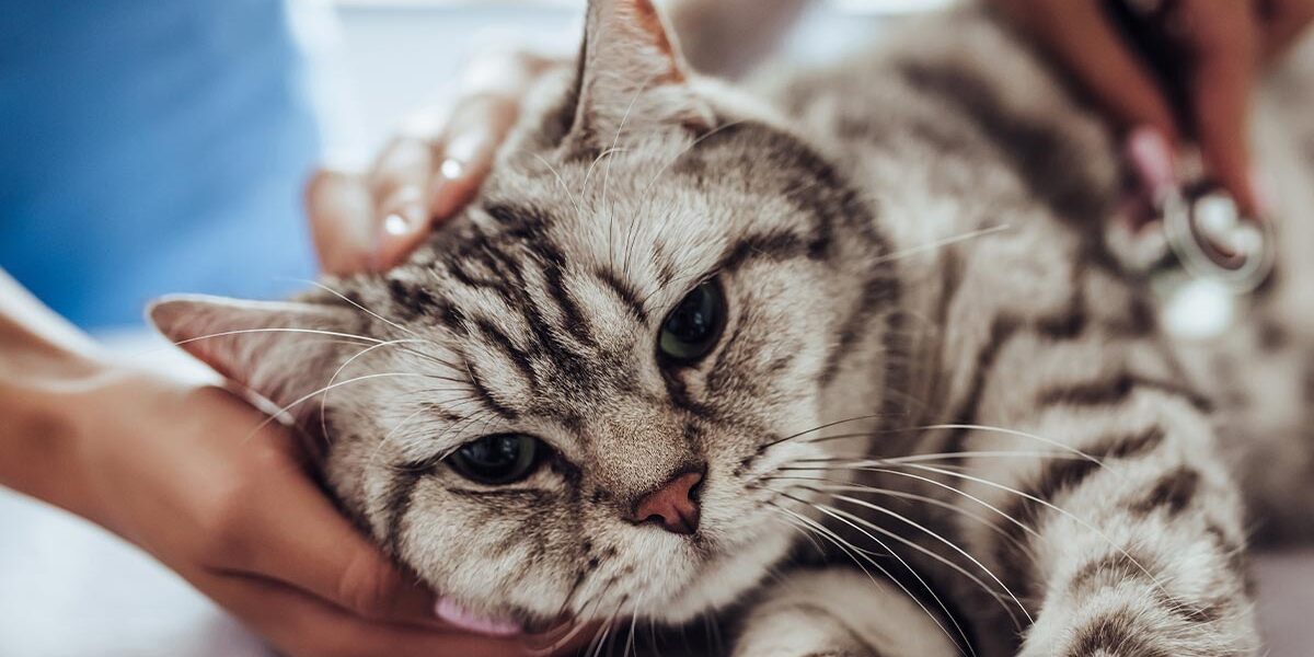 Veterinary Emergency Care In Montclair Nj Veterinary Emergency Care In Montclair Nj
